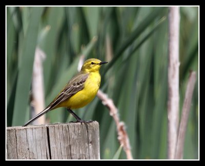 Yellow Wagtail
