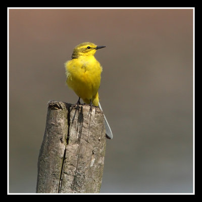 Yellow Wagtail