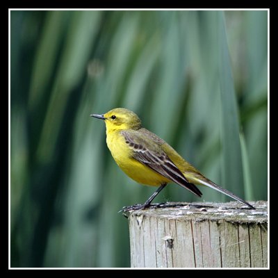 Yellow Wagtails