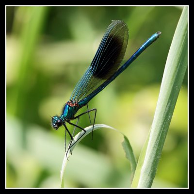 Banded Demoiselle