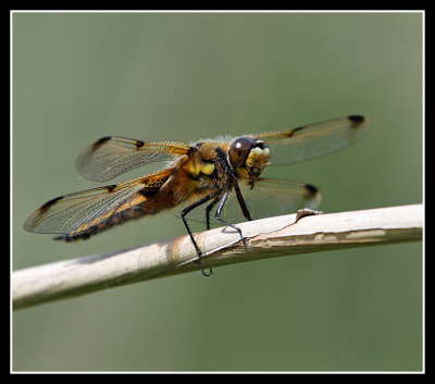 Four Spotted Chaser