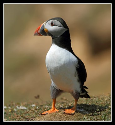 Puffin