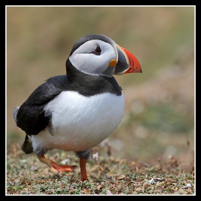 Puffin on the march