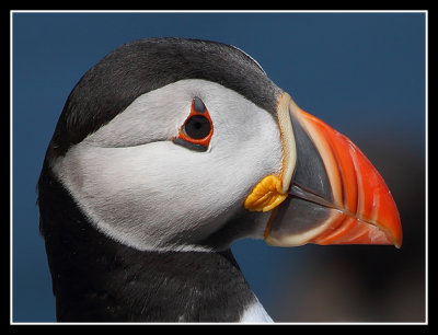 Puffin close up