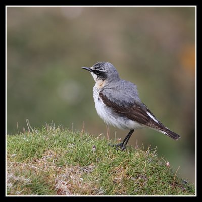 Northern Wheatear