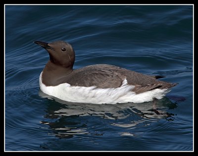 Guillemot