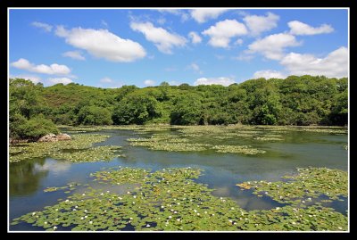 Stackpole Estate and Lilly Ponds, Pembrokeshire