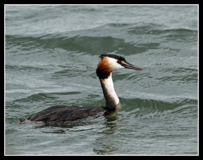 Great Crested Grebe