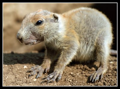 Young Prarie Dog