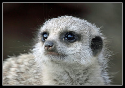 Baby Meerkat