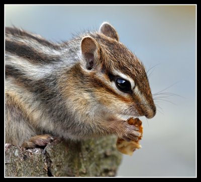 Chipmunk