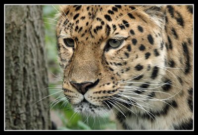 Amur Leopard