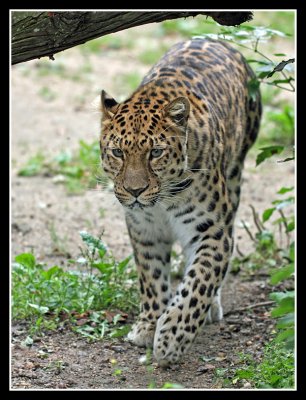 Amur Leopard