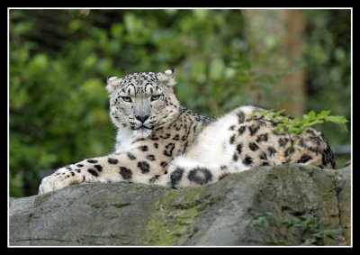 Snow Leopard