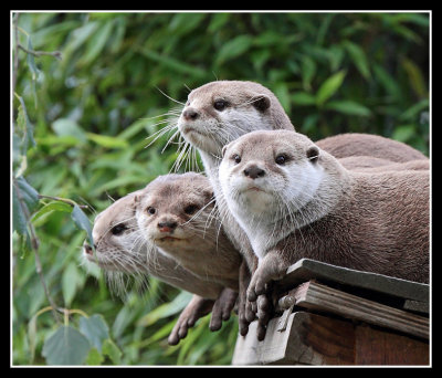 Oriental Small Clawed Otters