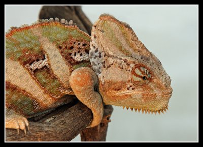 Chameleon