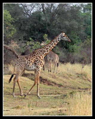 Giraffe
