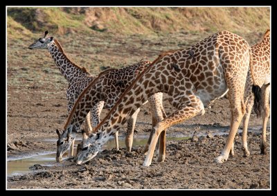 Giraffes Drinking