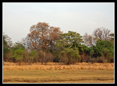 Impala and Puku View