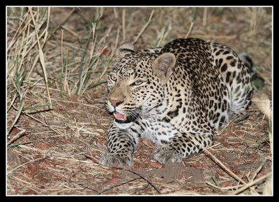 Female Leopard nr. Nkwali Camp