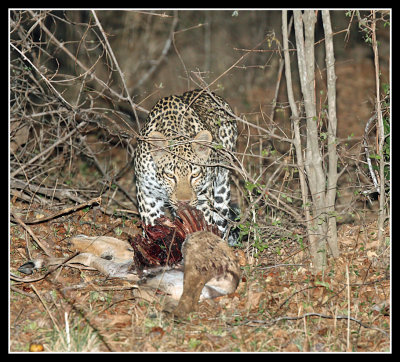 Young Male Leopard