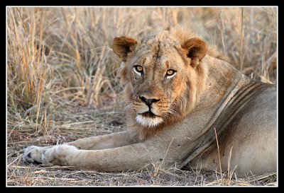 Male Lion