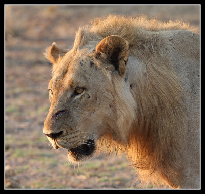 Male Lion