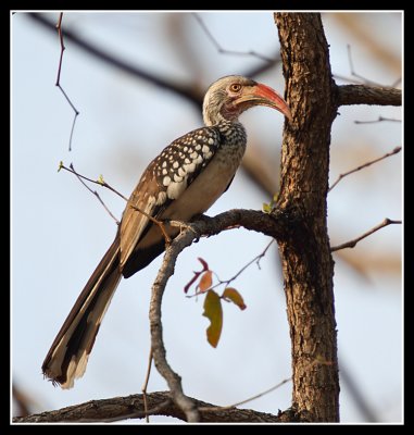 Red Billed Hornbill