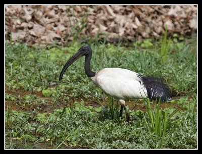 Sacred Ibis