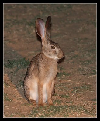 Scrub Hare