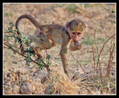 Yellow Baboon Baby
