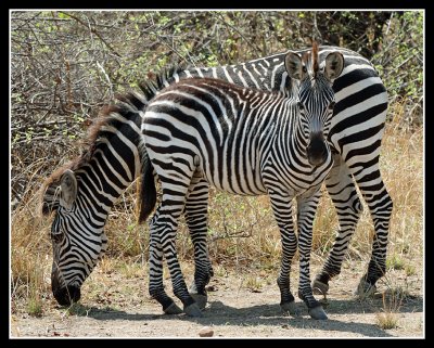 Zebra mum and foal