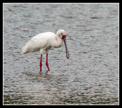 African Spoonbill