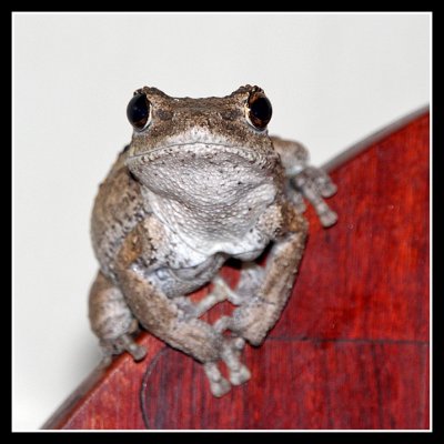 Frog