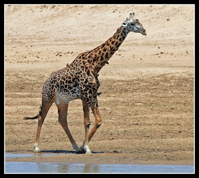 Giraffe and Ox peckers