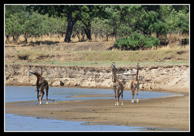 Giraffes