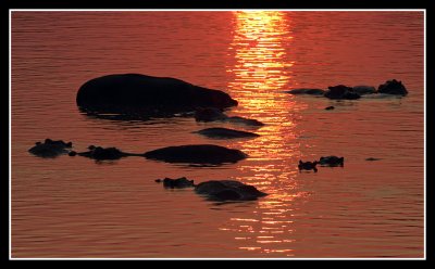 Hippo Sunset