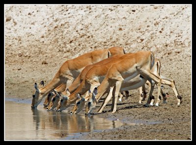 Impala Drinking