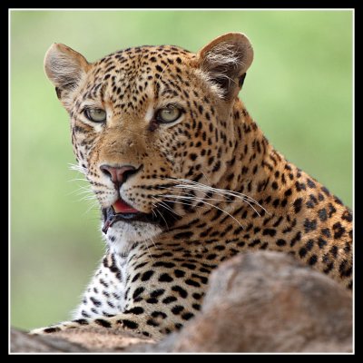 Leopards of Tena Tena
