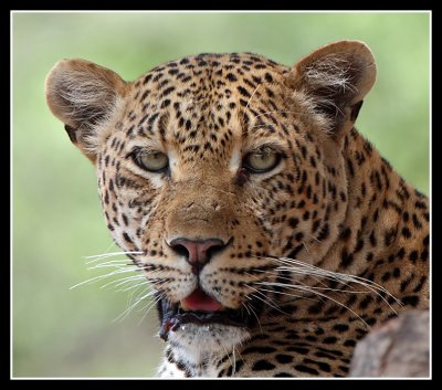 Male Leopard