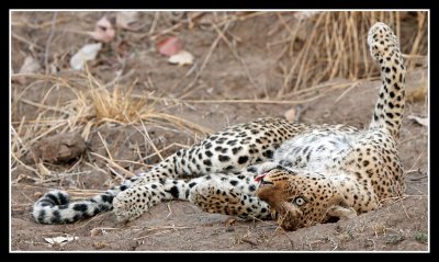 Female Leopard soliciting a male