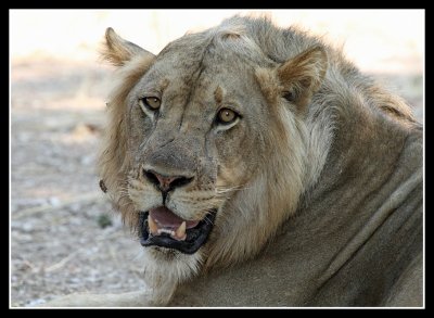Lion