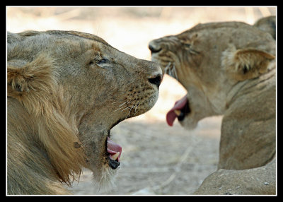 Synchronised yawning!