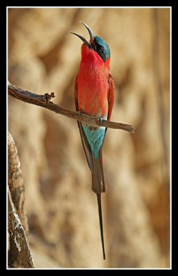 Southern Carmine Bee Eater
