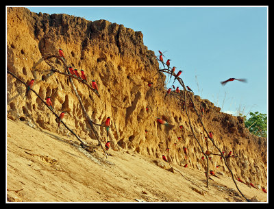 Southern Carmine Bee Eater Colony