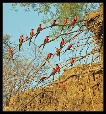 Southern Carmine Bee Eaters