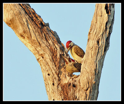Bennets Woodpeckers mating