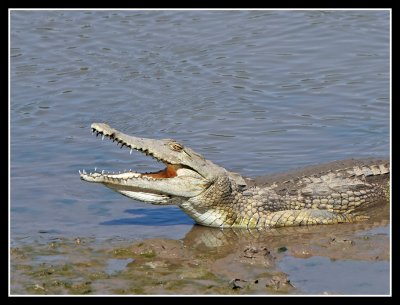 Crocodile