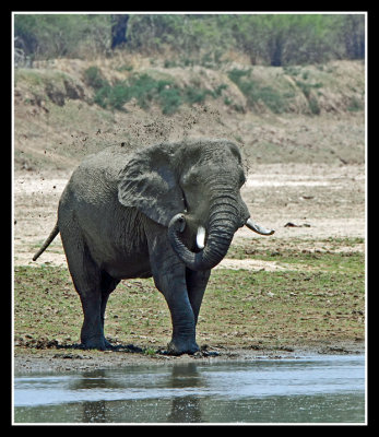 Elephant Mud Bath