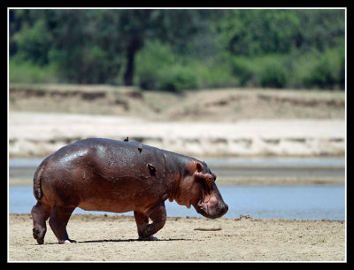 Hippo